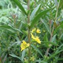 Heimia myrtifolia fleur P9
